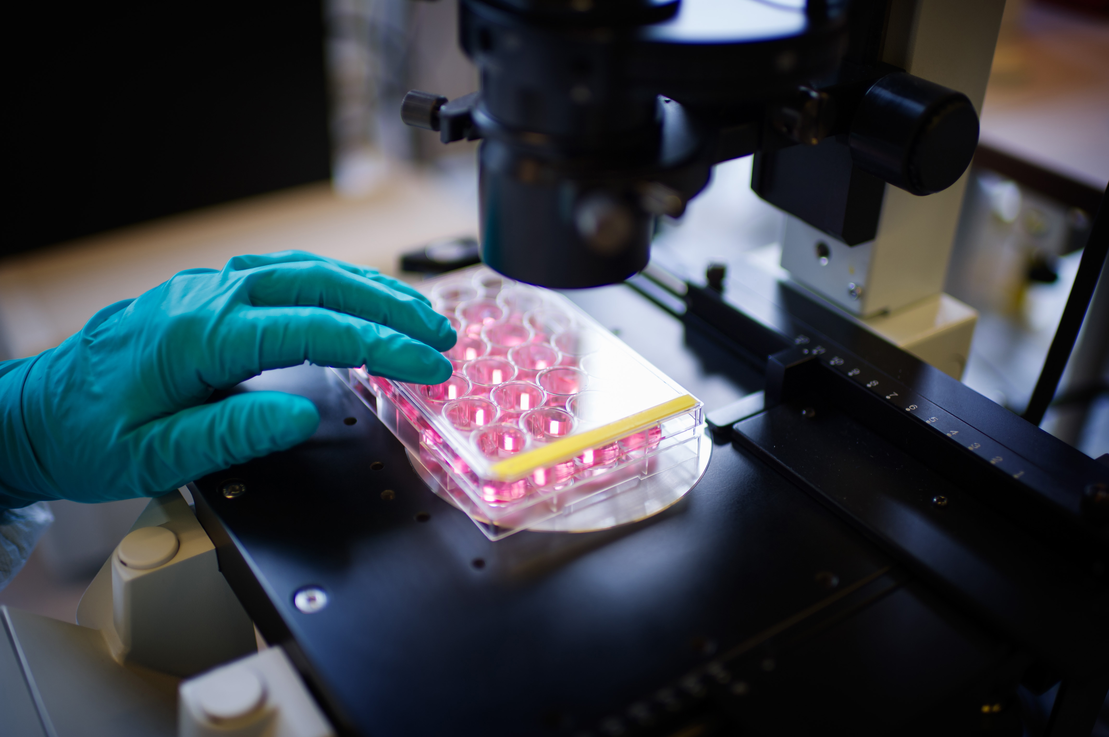 Research stem cells 